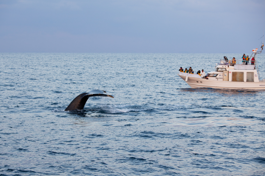 Whale Watching Cruise - Stovalls Inn