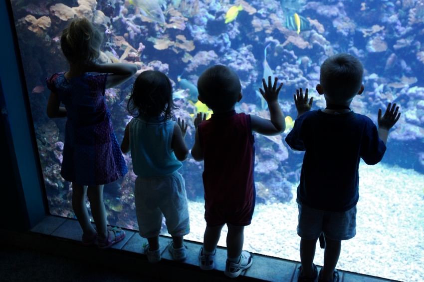 Disneyland Hotel Fish