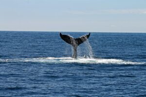 Image of a whales tail in the ocean